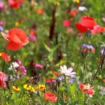 Fleurs 42info Saint-Etienne