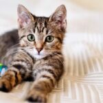 Chat 42info Saint-Etienne