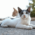 Chat 42info Saint-Etienne
